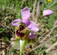 Image of Sawfly orchid