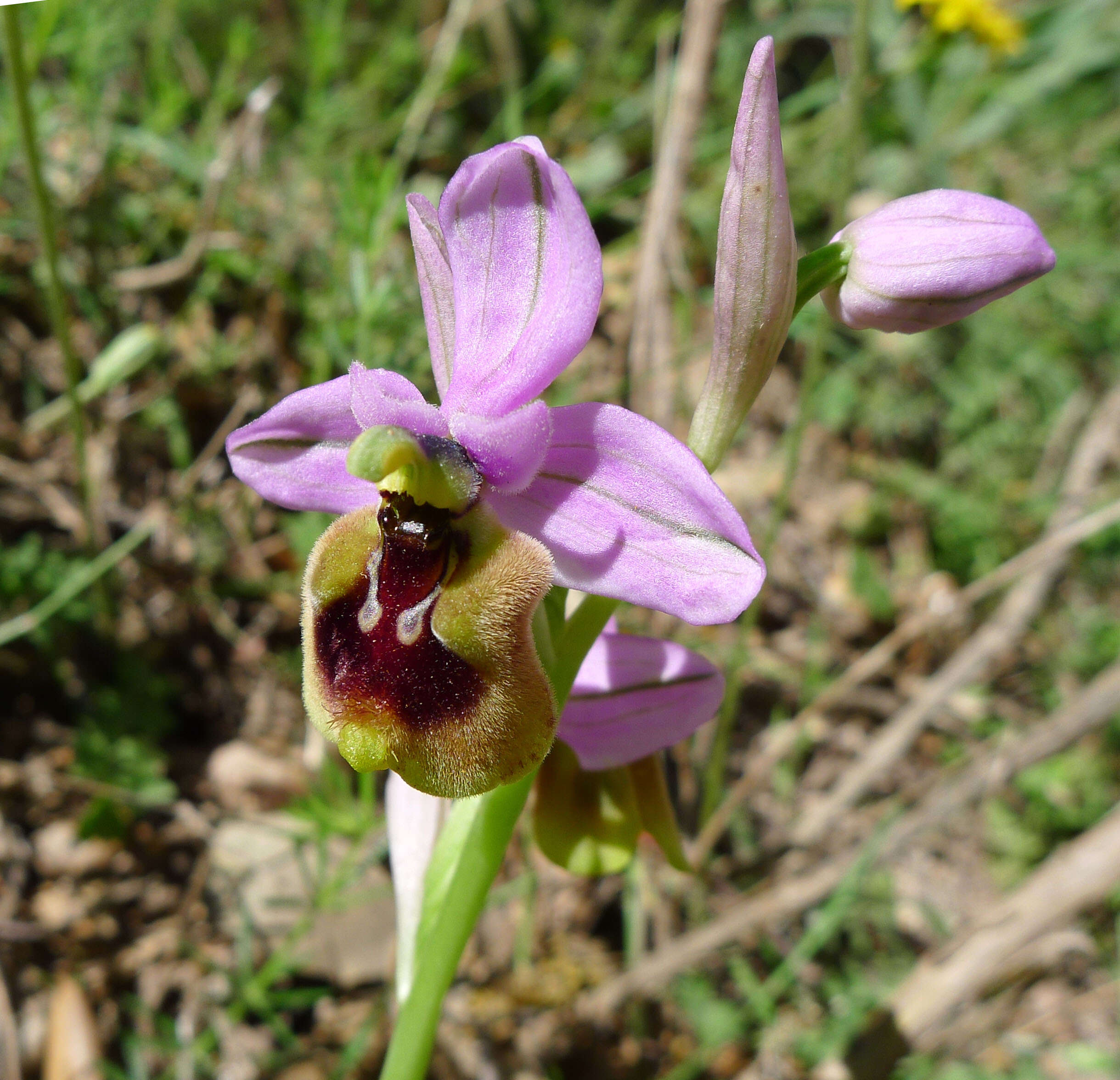 Image of Sawfly orchid