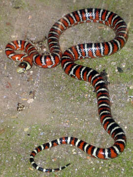 Image of Arizona Mountain Kingsnake