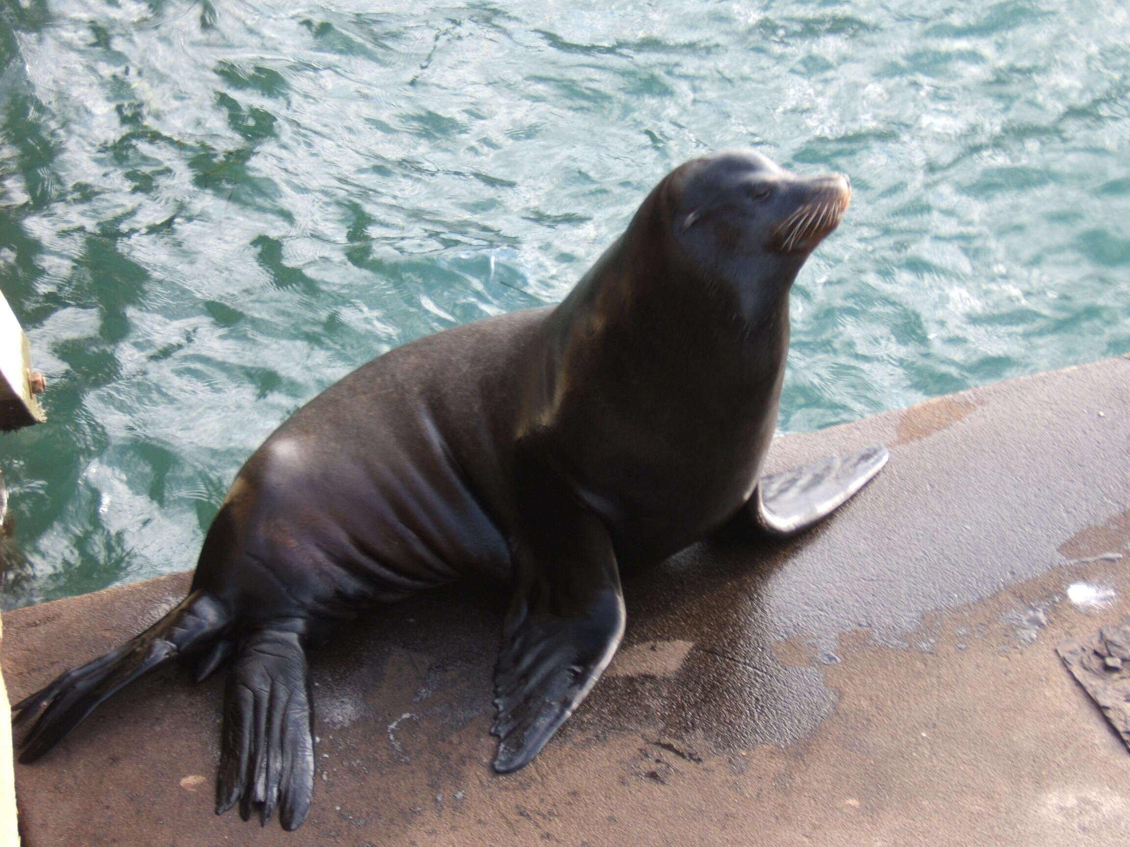 Image of Sea Lion