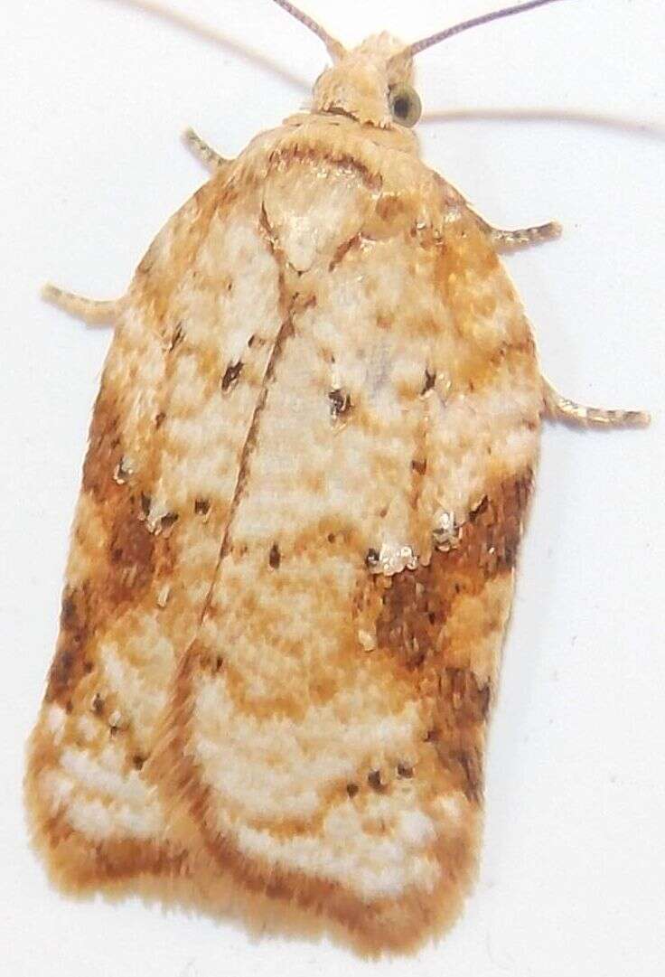 Image of Acleris