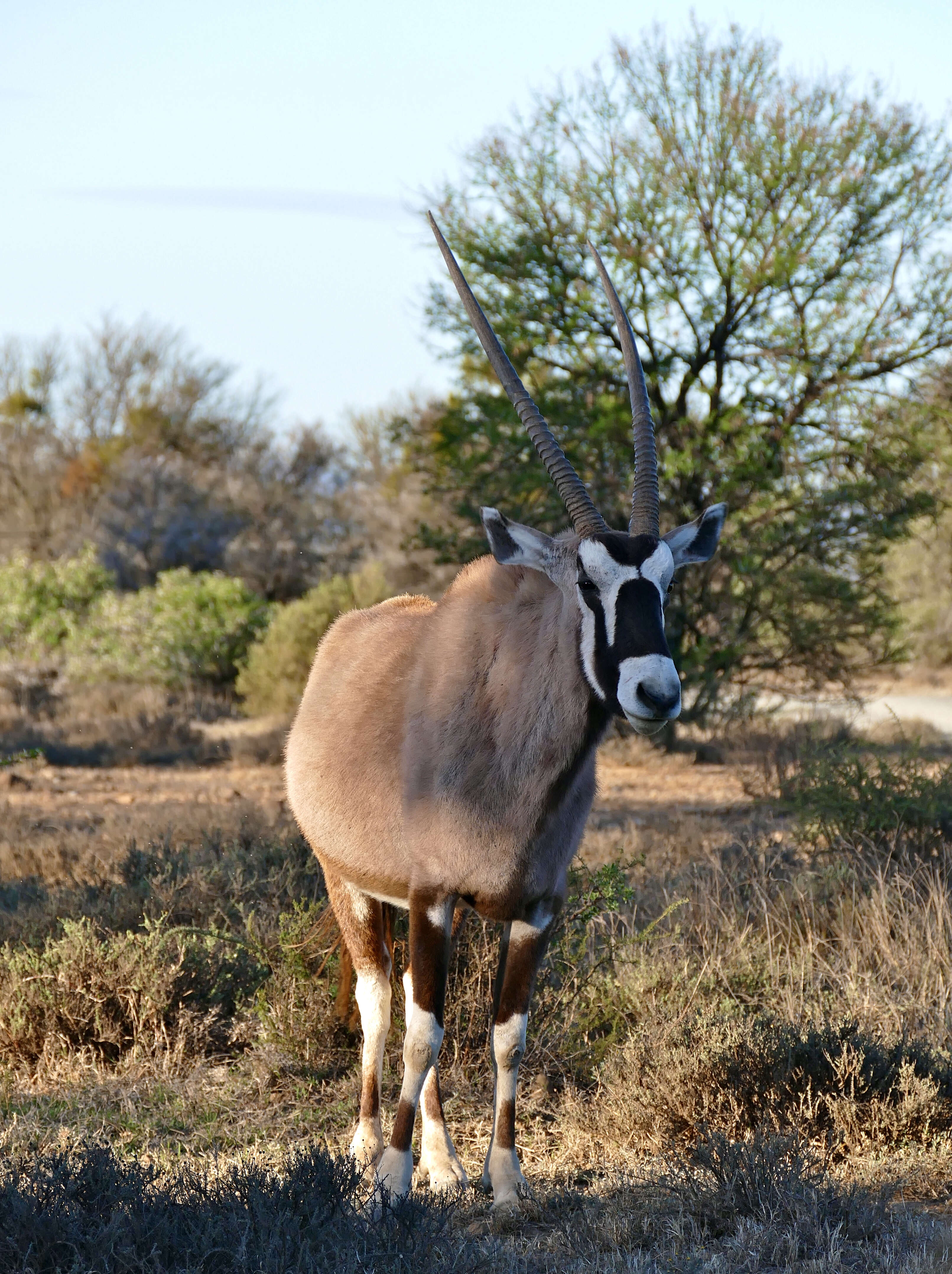 Image of Oryxes