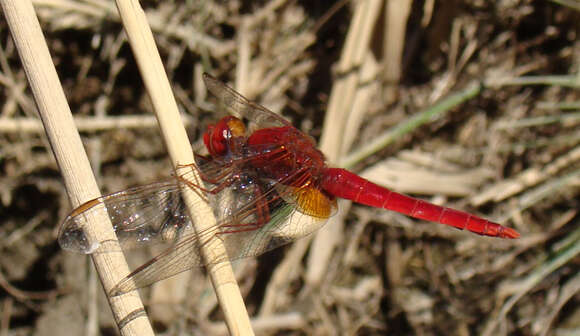 Image of Crocothemis Brauer 1868