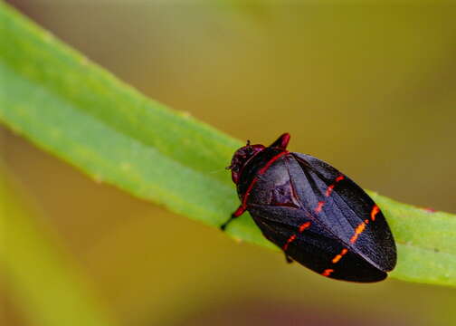 Image of Two-lined Spittlebug