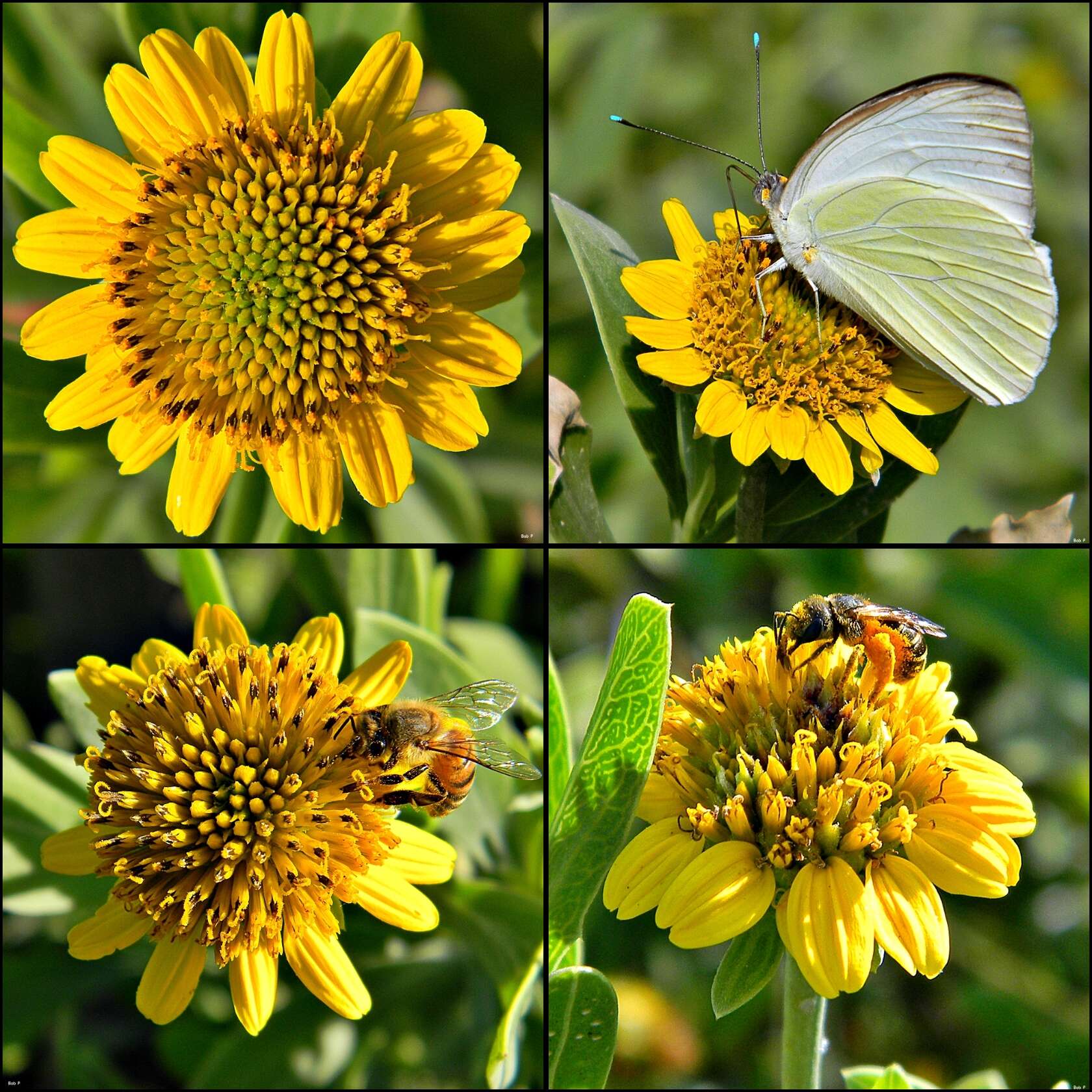 Image of seaside tansy