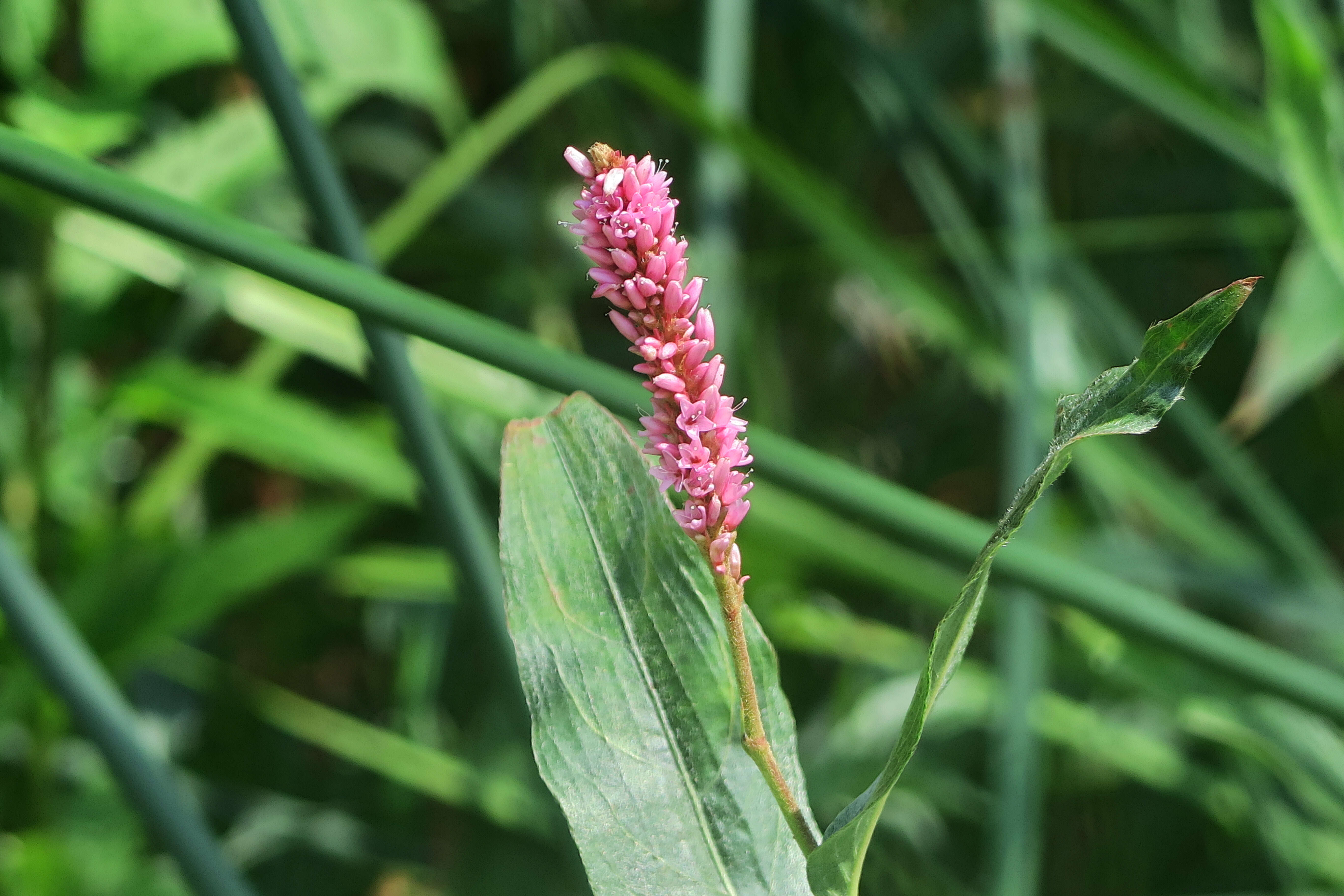 Image of Pinkweeds