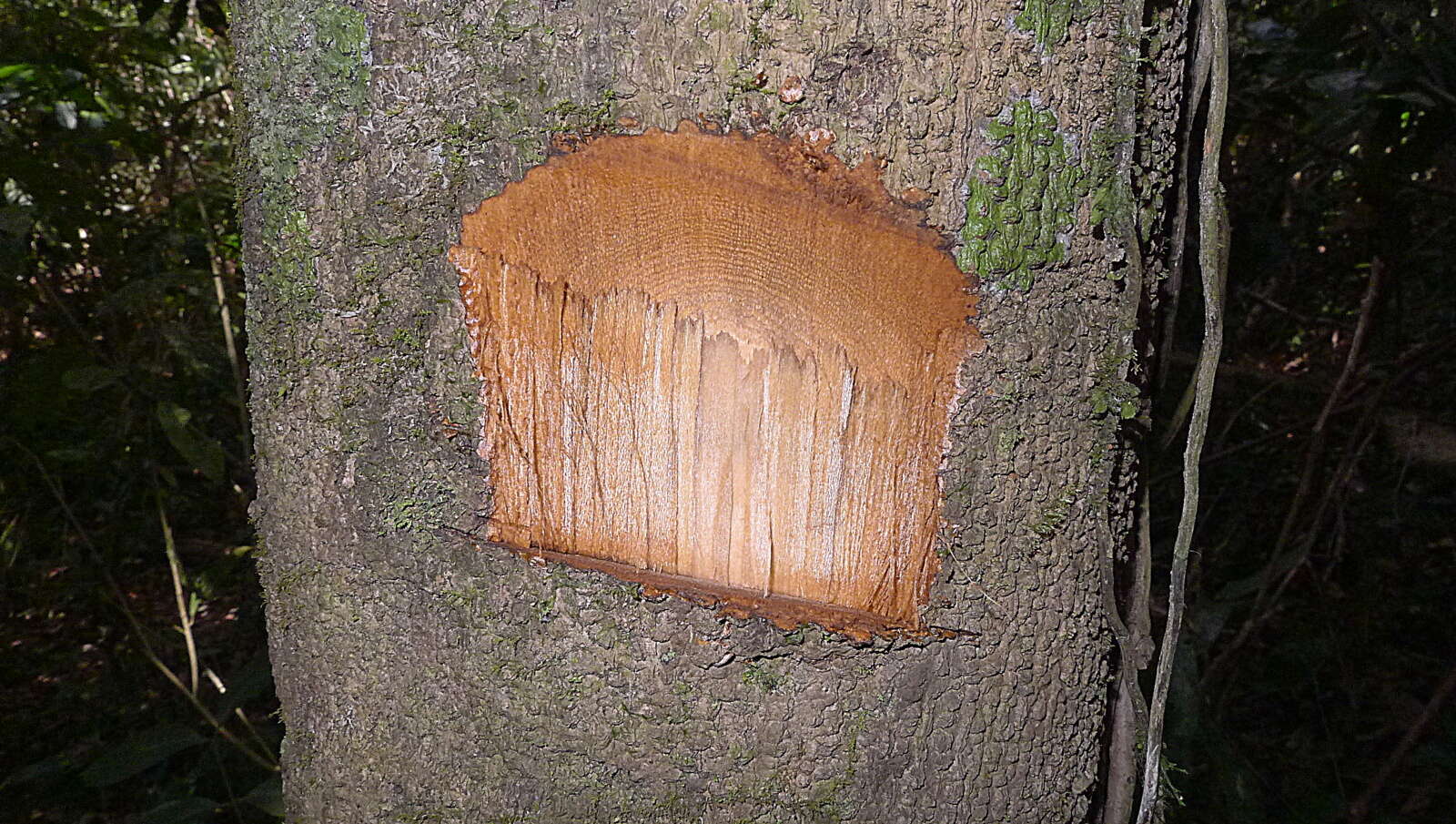 Image of Cordia acutifolia Fresen.