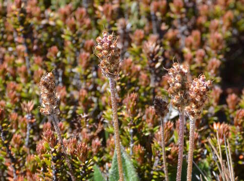 Image of Plantago antarctica Decne.