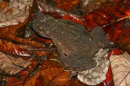 Image of Giant Asian Toad