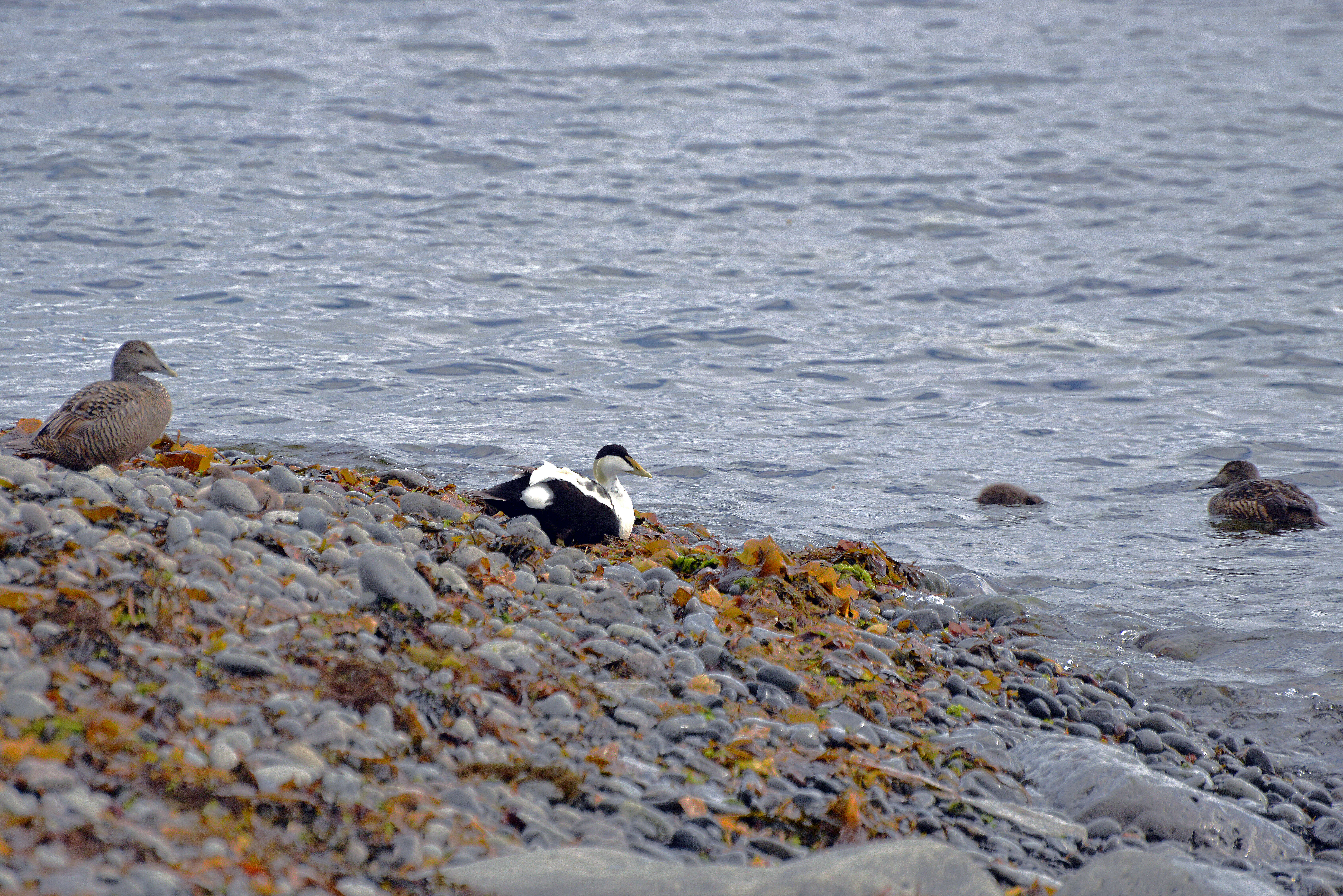 Image of Eider