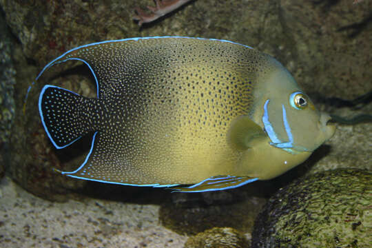 صورة Pomacanthus semicirculatus (Cuvier 1831)