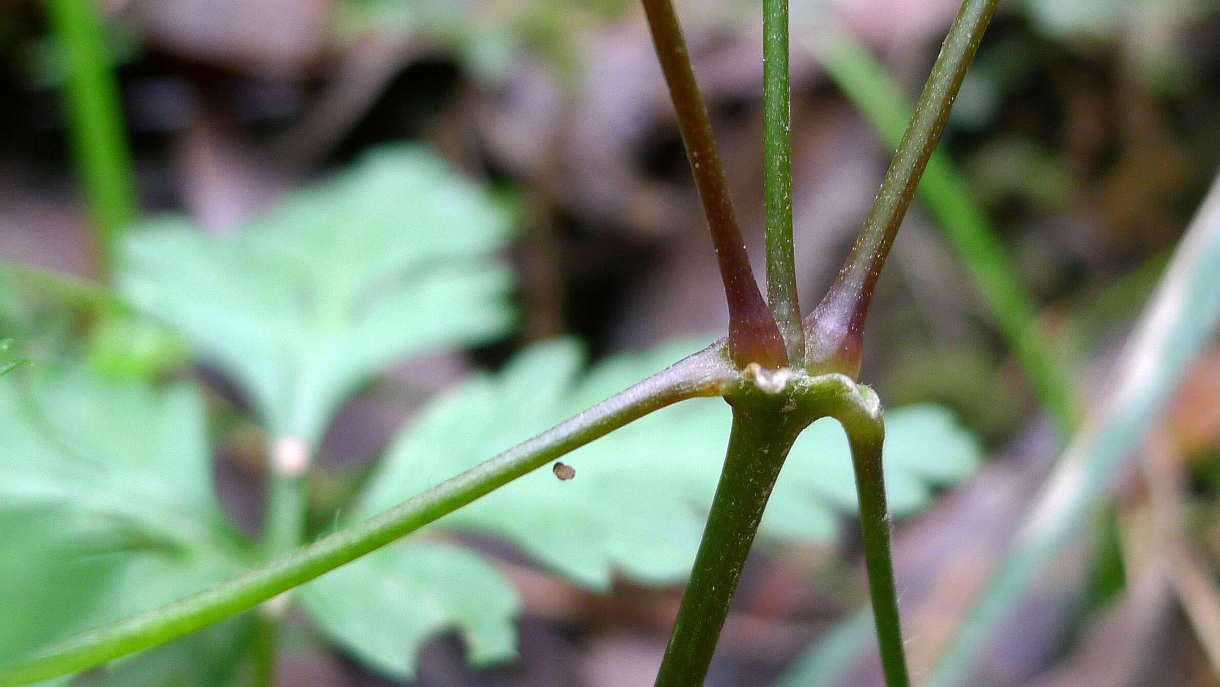 Image of geranium