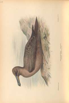 Image of Phoebetria Reichenbach 1853