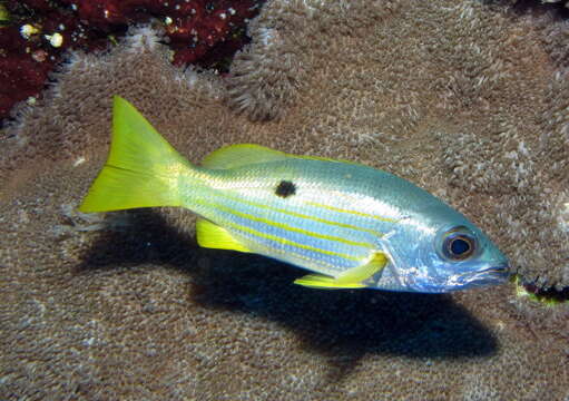 Image of Blackspot snapper