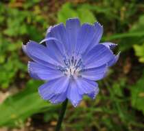 Image of chicory