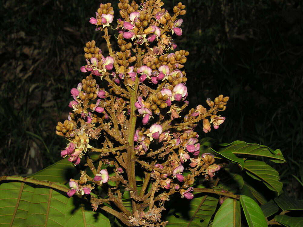 Plancia ëd Ormosia coccinea (Aubl.) Jacks.