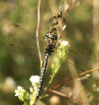 Image of hawker dragonfly