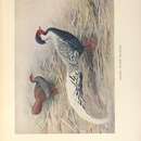 Image of Lophura nycthemera whiteheadi (Ogilvie-Grant 1899)