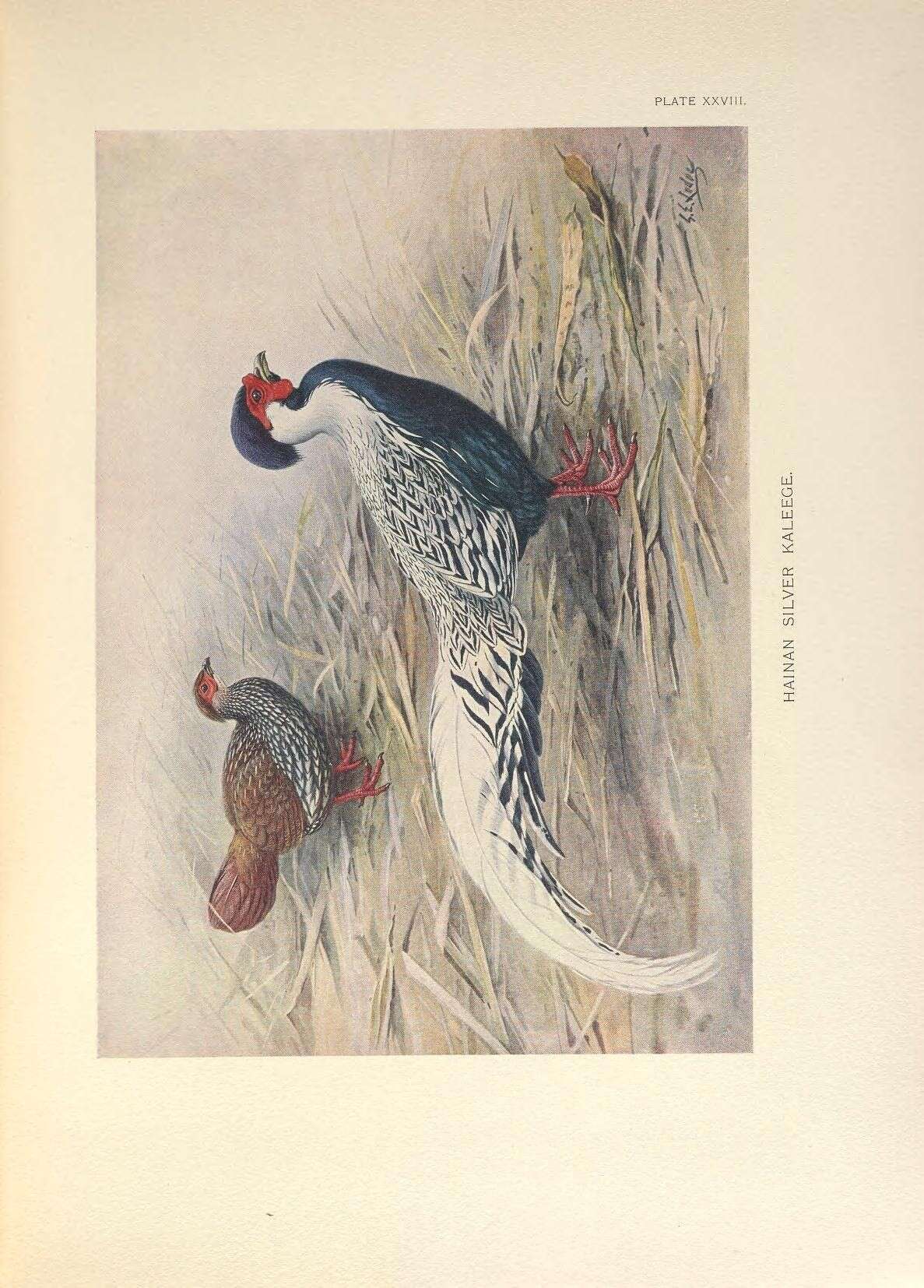Image of Lophura nycthemera whiteheadi (Ogilvie-Grant 1899)