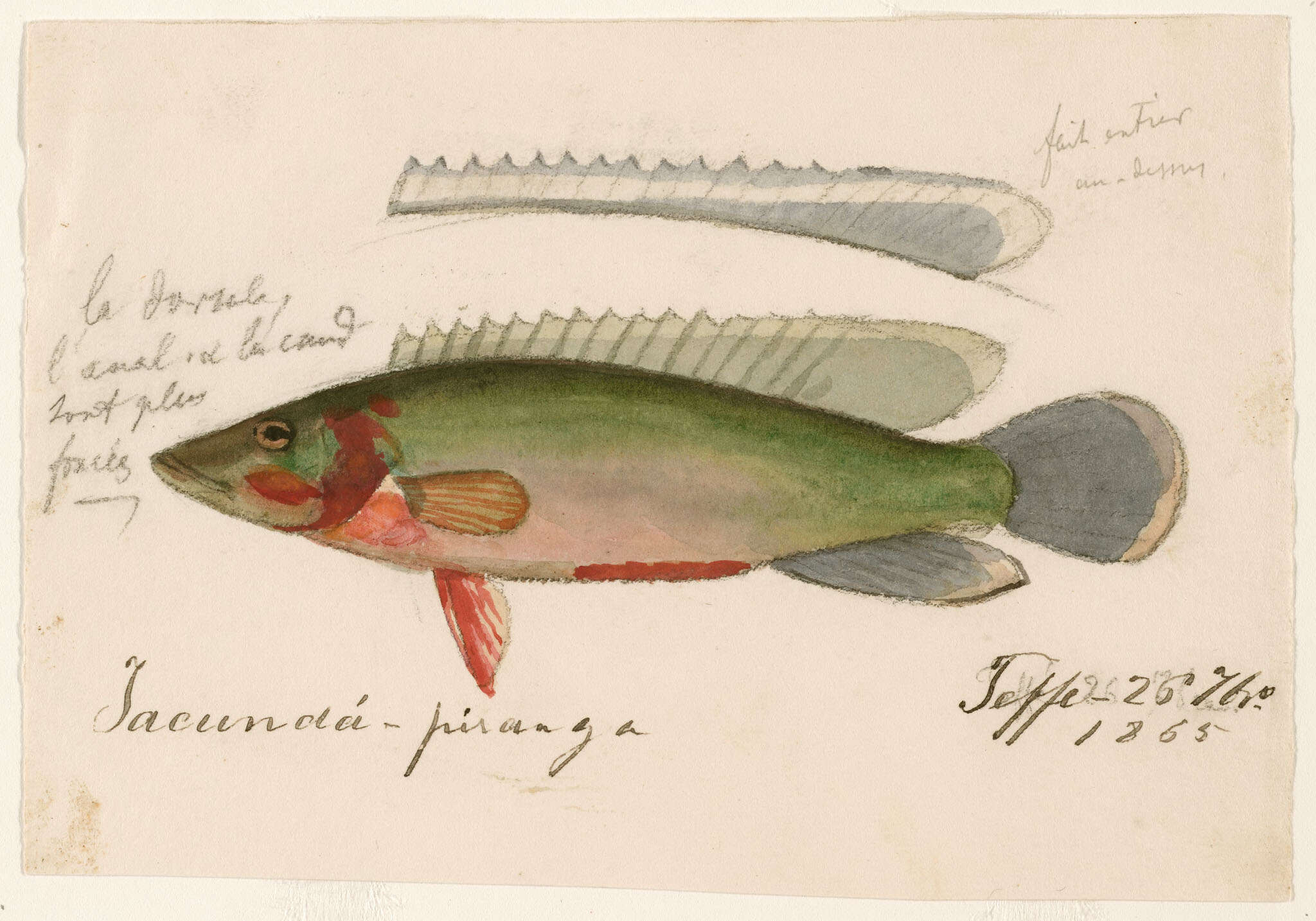 Image of Crenicichla