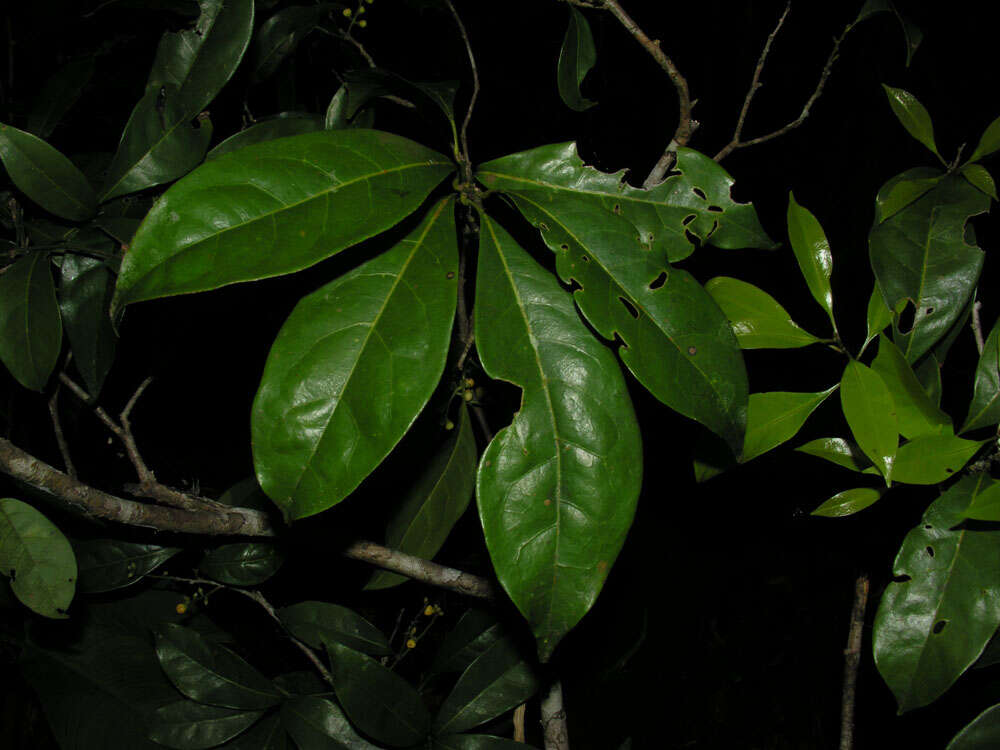 Plancia ëd Meliosma grandiflora Morton ex A. H. Gentry