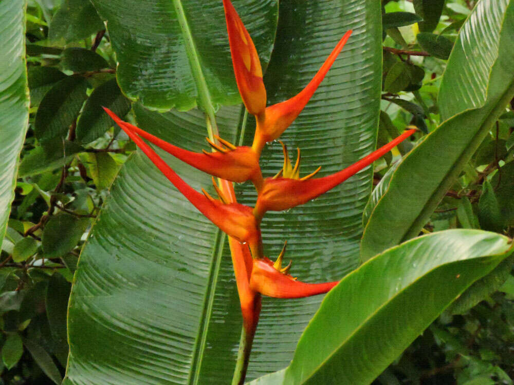 Plancia ëd Heliconia latispatha Benth.