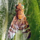 Image of Chaetostomella cylindrica (Robineau-Desvoidy 1830)