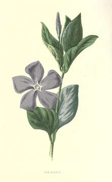 Image de Vinca major L.