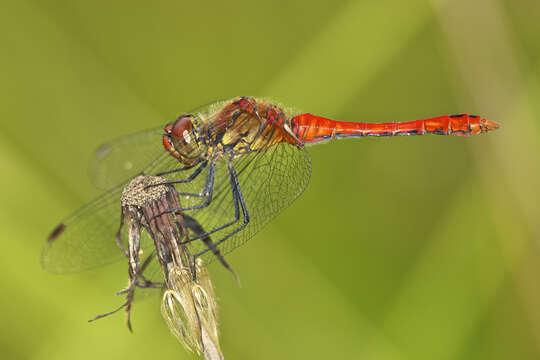 Image of Ruddy Darter