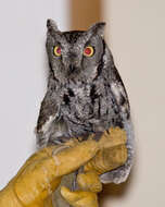 Image of Screech owl