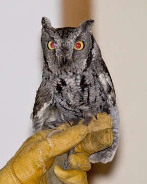 Image of Western Screech Owl