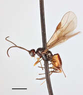 Image of Bracon flavipalpis Thomson 1892