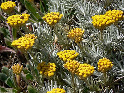 Imagem de Helichrysum