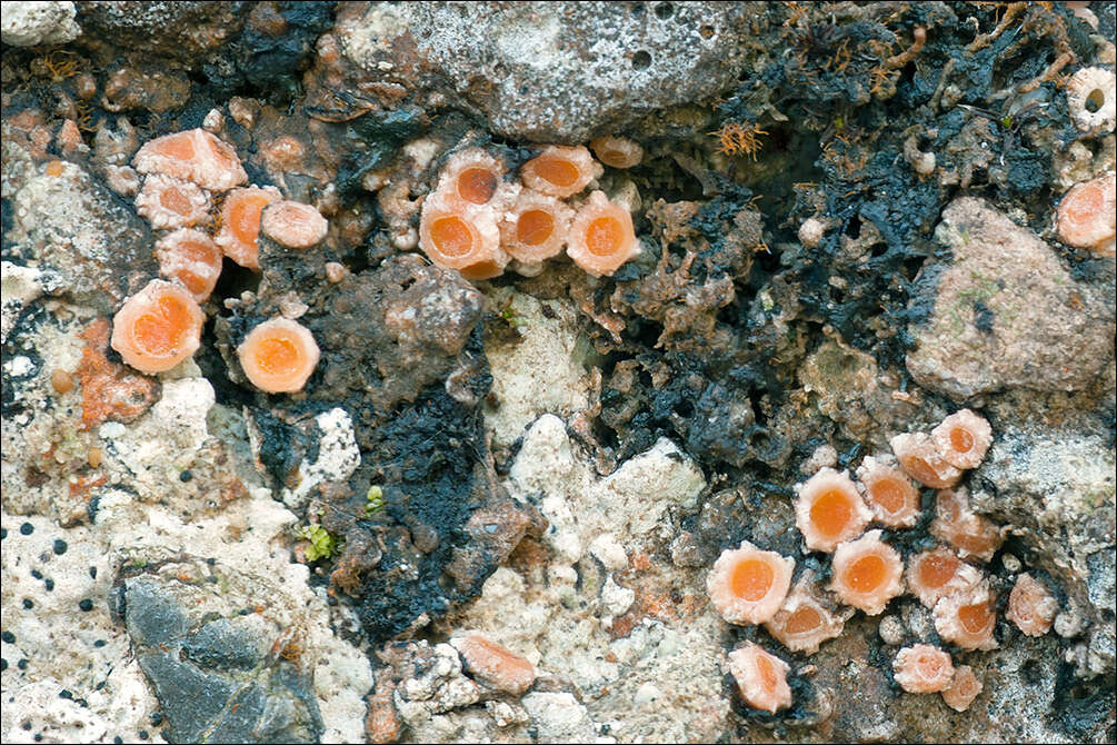 Image of Gyalectaceae