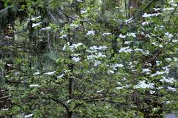 Image of Pacific dogwood