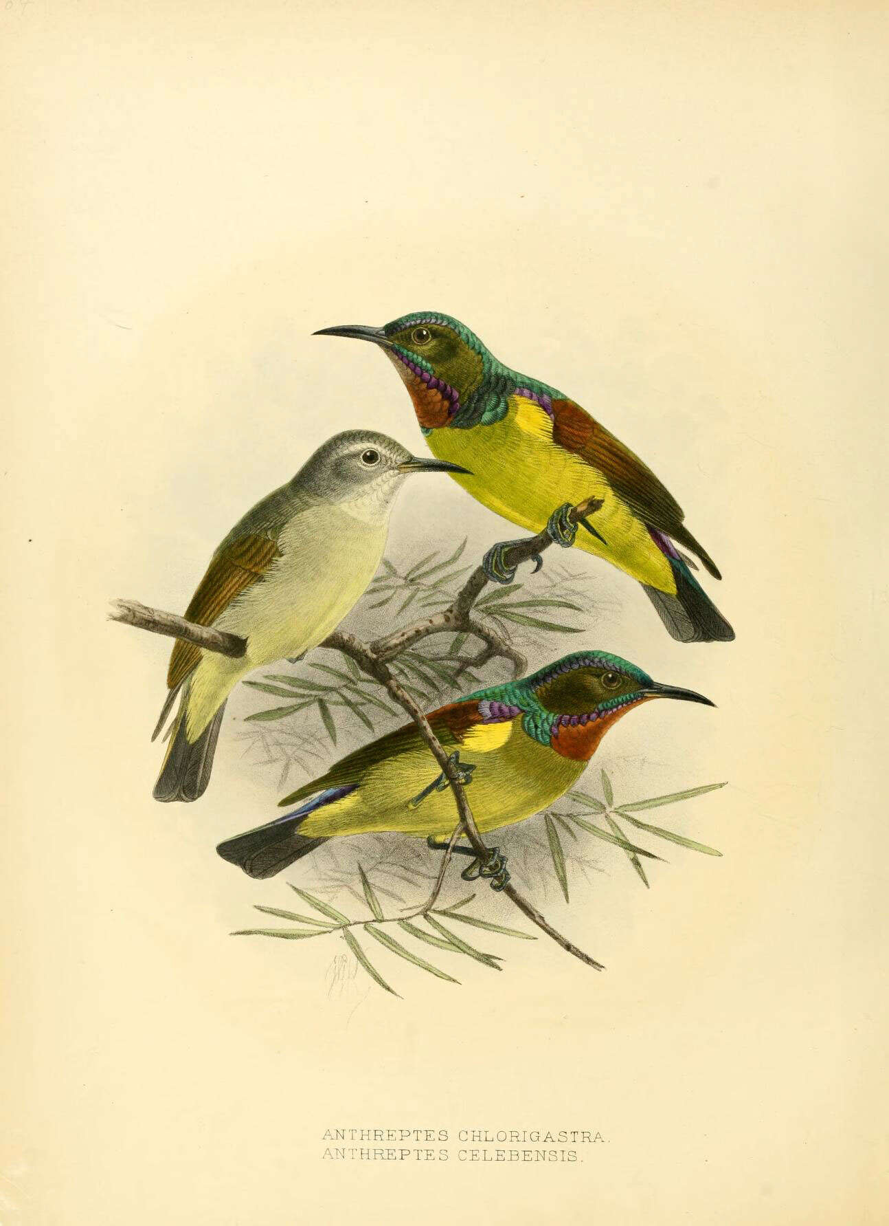 Image of Anthreptes malacensis celebensis Shelley 1878