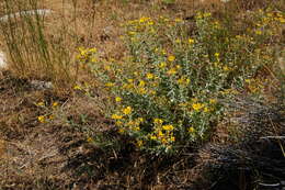 Image of hairy false goldenaster