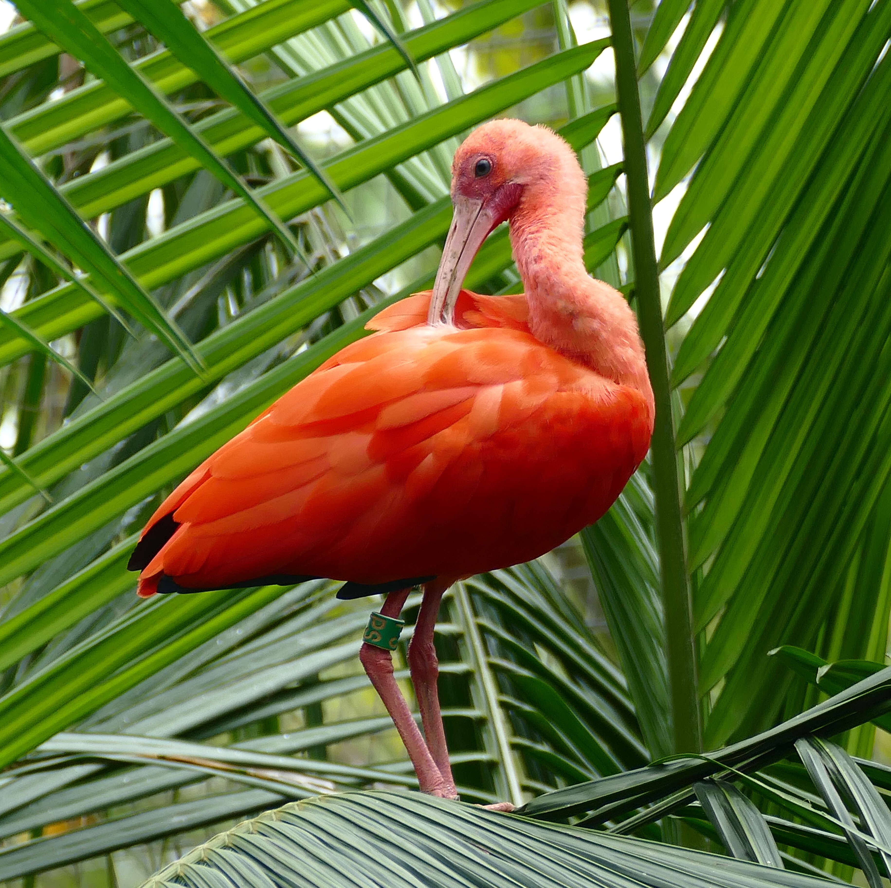 Image of Scarlet Ibis