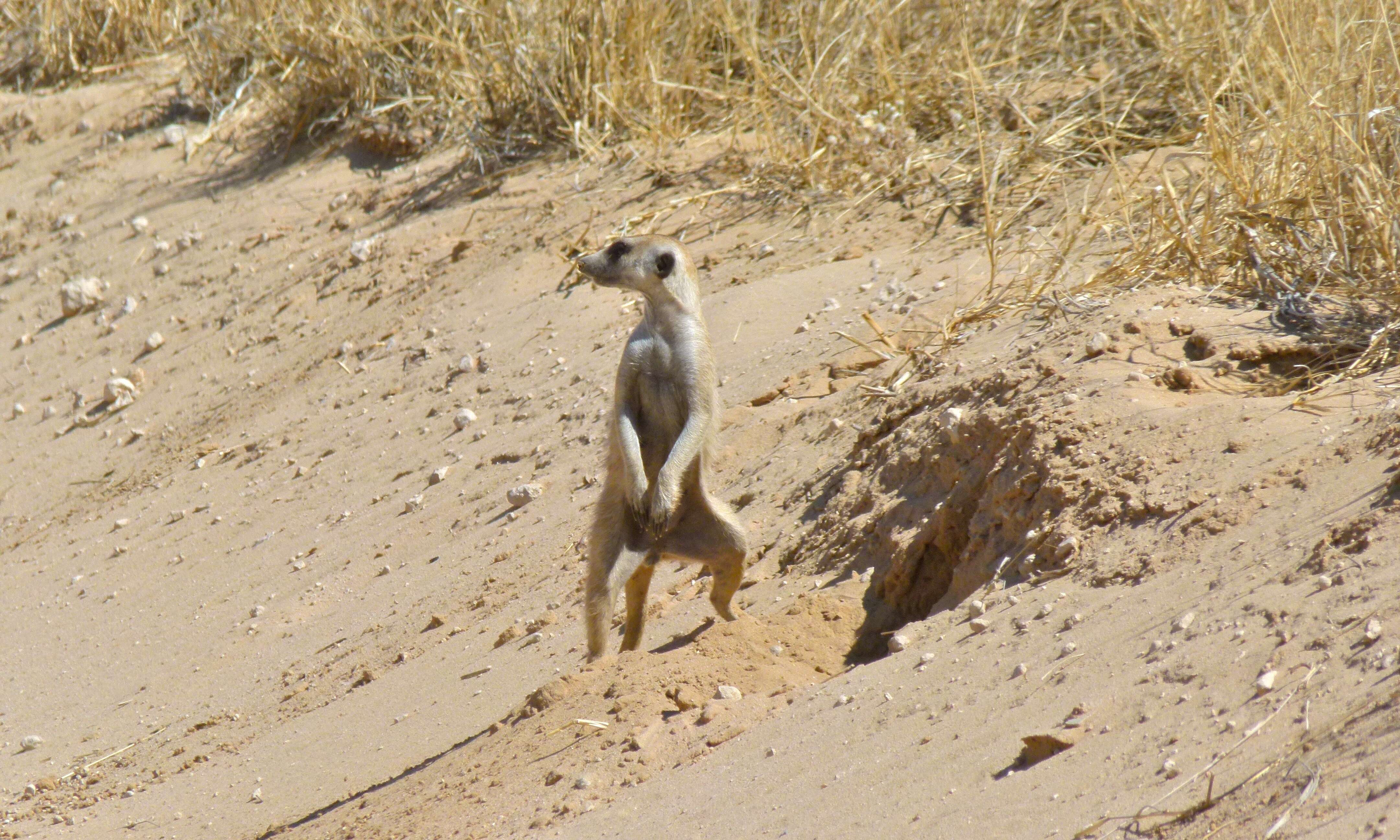 Слика од Suricata Desmarest 1804