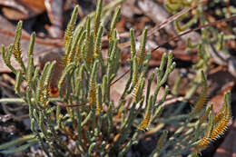 Image de Selaginella arenicola Underw.