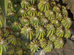 Image of balloon cactus