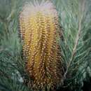 Image of Banksia spinulosa var. spinulosa