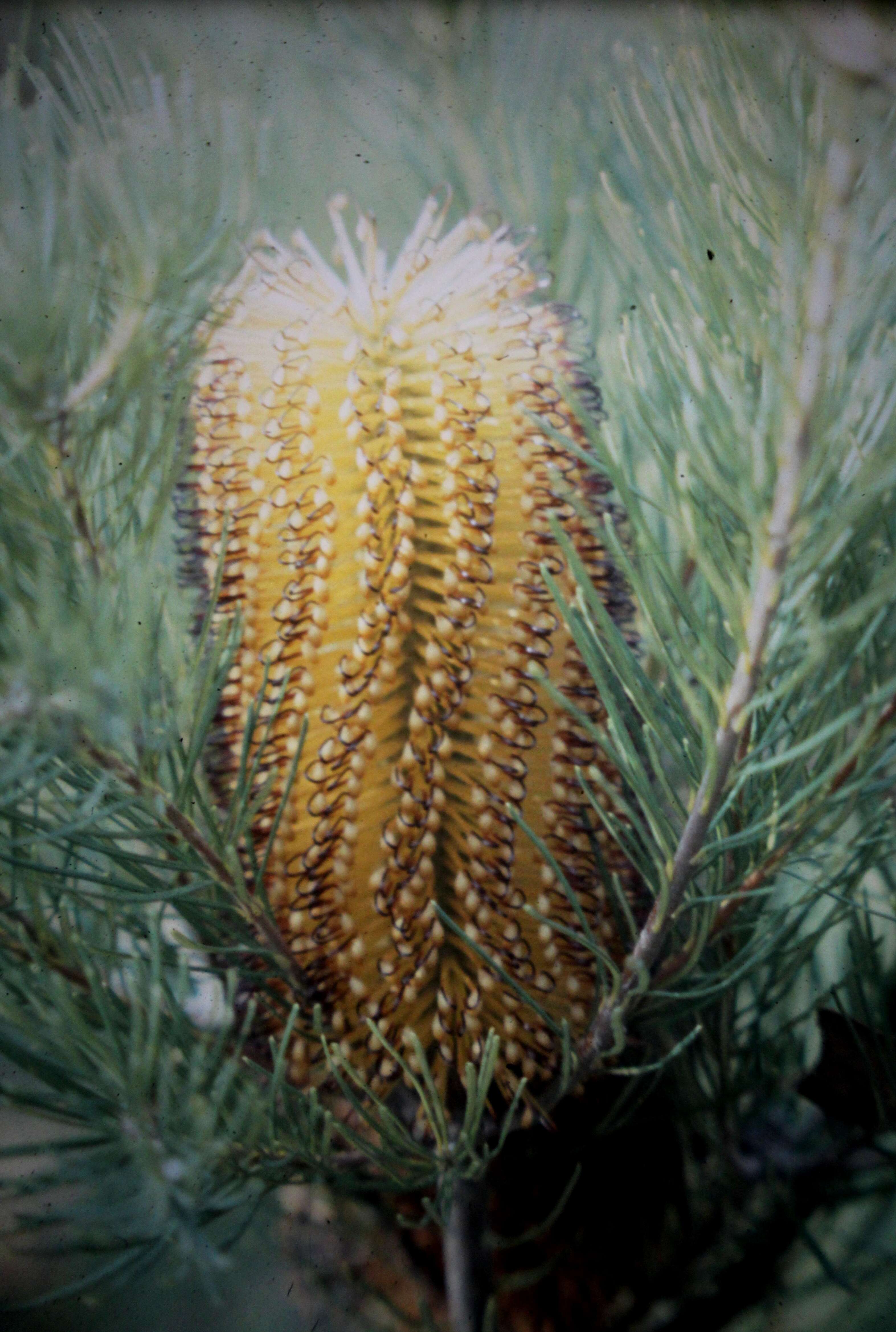 Image of Magnoliophyta