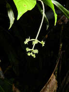 Image of Psychotria acicularis C. M. Taylor