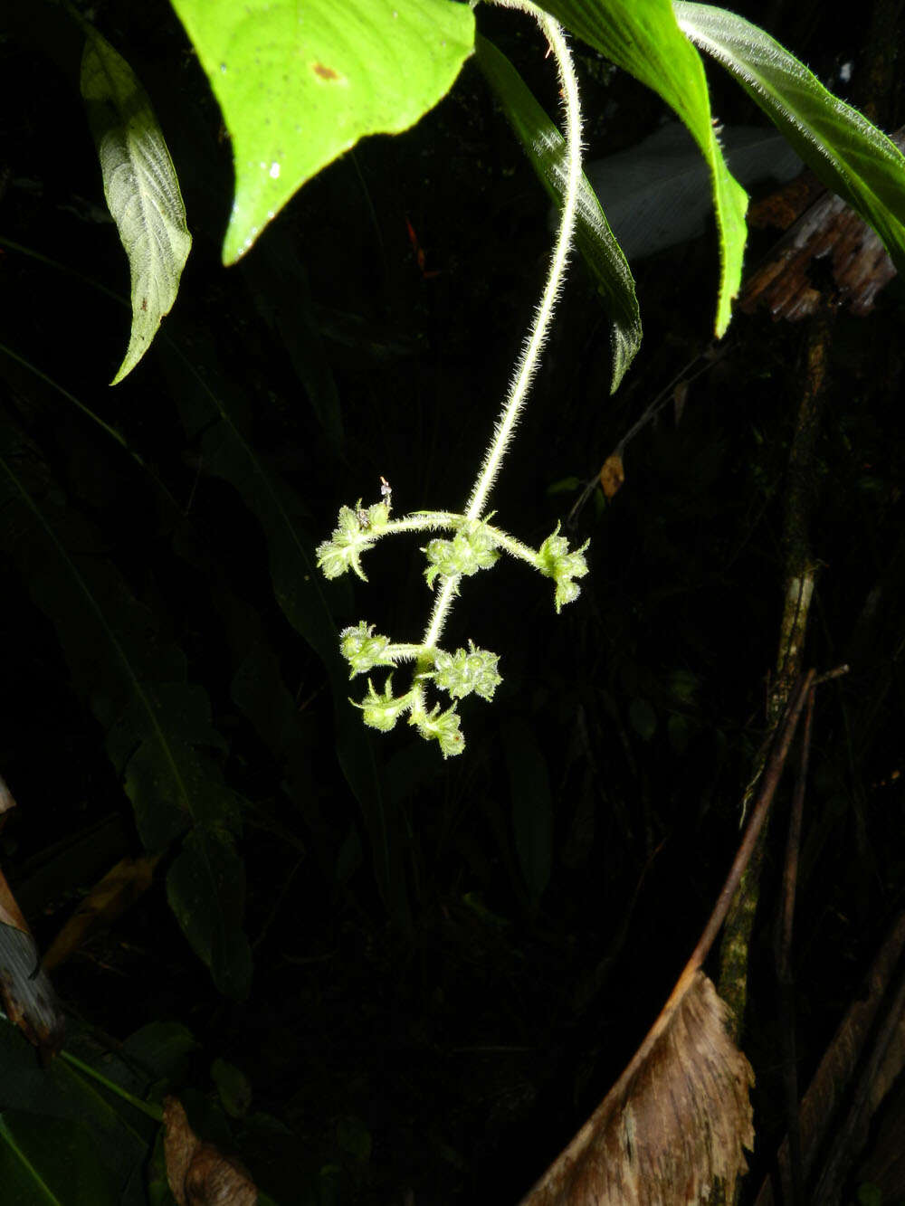 Image of Psychotria acicularis C. M. Taylor