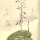 Image of Hemipilia calophylla C. S. P. Parish & Rchb. fil.