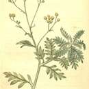 Image of Hippia frutescens (L.) L.