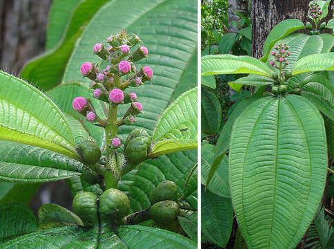 Image of Tococa guianensis Aubl.