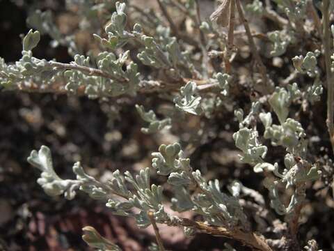 Image of black sagebrush