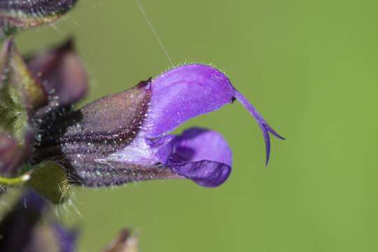 Image of verbena sage